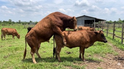 Kỹ thuật chăm sóc nuôi dưỡng bò đực giống phối trực tiếp