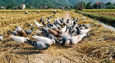 Hướng dẫn kĩ thuật nuôi chim bồ câu