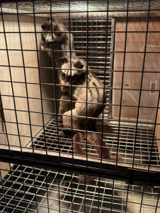 Kỹ Thuật Nuôi Cầy Hương an toàn sinh học