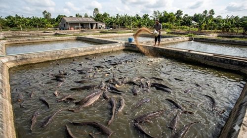 Kỹ thuật nuôi cá chê phi nhân tạo