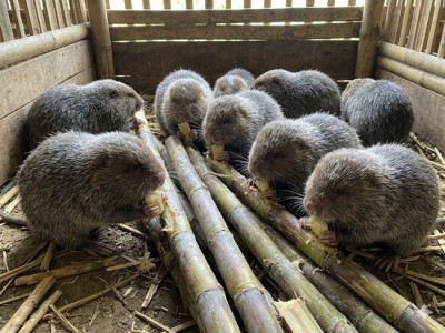 Nuôi Dúi - hướng làm giàu bền vững cho nông dân