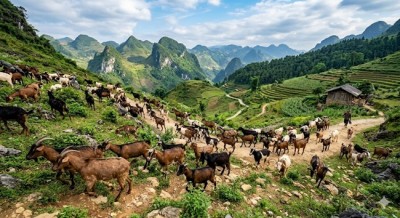 Biện pháp phòng, trị bệnh ở dê