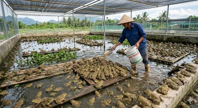 Biện pháp phòng trị một số bệnh thường gặp trên ếch