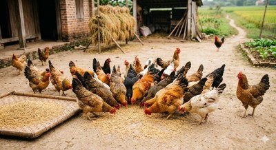 Kinh nghiệm chăn nuôi gia súc, gia cầm trong mùa nắng nóng 