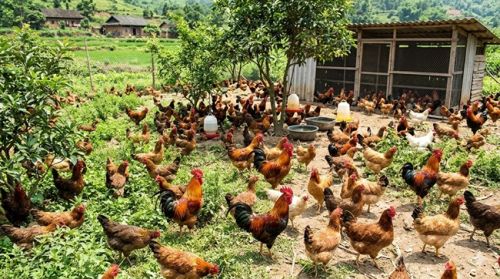 Bí quyết chăn nuôi gà thả vườn đem lại hiệu quả kinh tế cao