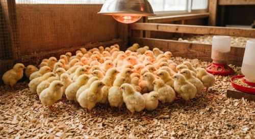 Kinh nghiệm úm gia cầm khi mùa lạnh