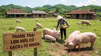 Phương pháp chăn nuôi lợn hữu cơ sử dụng các chế phẩm an toàn sinh học