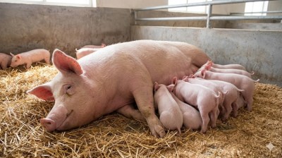 Kinh nghiệm xử lý kinh nghiệm các bệnh thiếu sữa trong chăn nuôi lợn