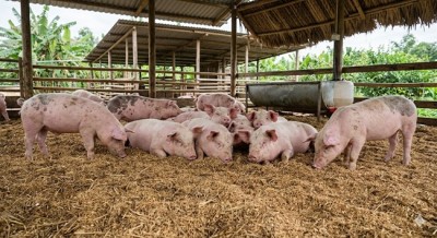 Kinh nghiệm làm đệm lót sinh học trong chăn nuôi Lợn