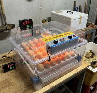 Nguyên tắc cơ bản khi ấp trứng gà, trứng ngan, trứng vịt bằng máy ấp trứng