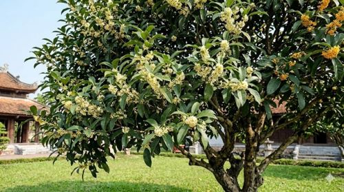 Hướng dẫn nhân giống cây mộc hương