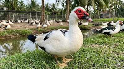 Kỹ thuật nuôi Ngan Pháp hiệu quả