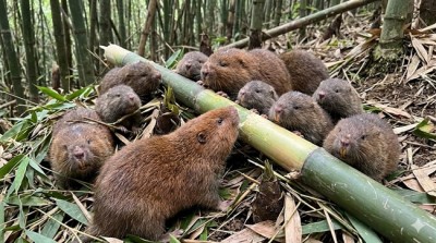 Cách nuôi dúi ít bệnh, hiệu quả cao