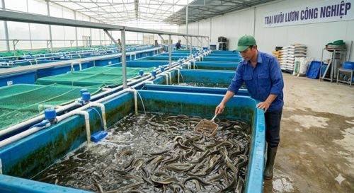 Hướng dẫn kỹ thuật nuôi Lươn công nghiệp