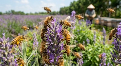 Bí quyết nuôi ong lấy mật hiệu quả