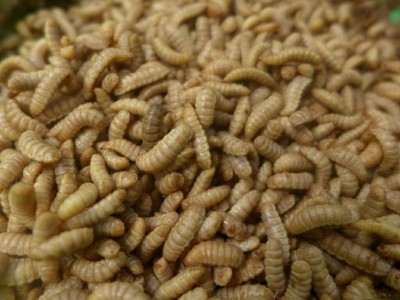 Kỹ thuật nuôi ruồi lính đen làm thức ăn chăn nuôi