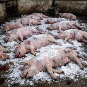 Kinh nghiệm sử lý chuồng trại sau khi bị dịch tả lợn châu phi