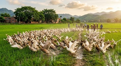 Kinh nghiệm chăn nuôi Vịt chuẩn VIETGAP