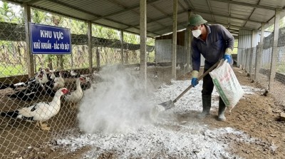 Hướng dẫn sử dụng Vôi và các loại khử khuẩn trong chăn nuôi